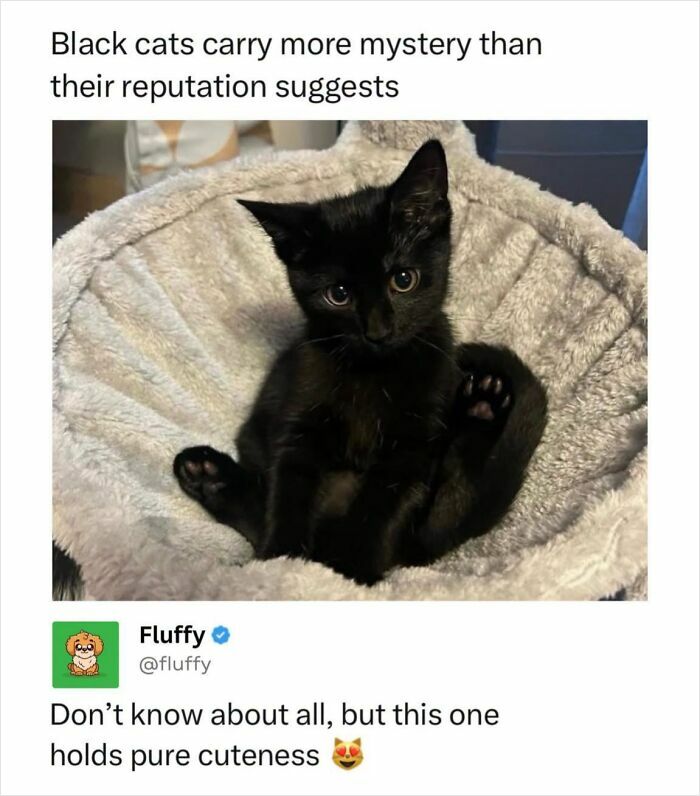 These Animal Memes Are So Funny, They Might Just Make Your Day