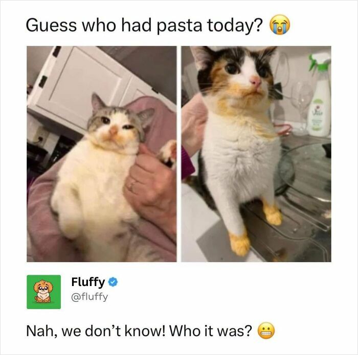 These Animal Memes Are So Funny, They Might Just Make Your Day