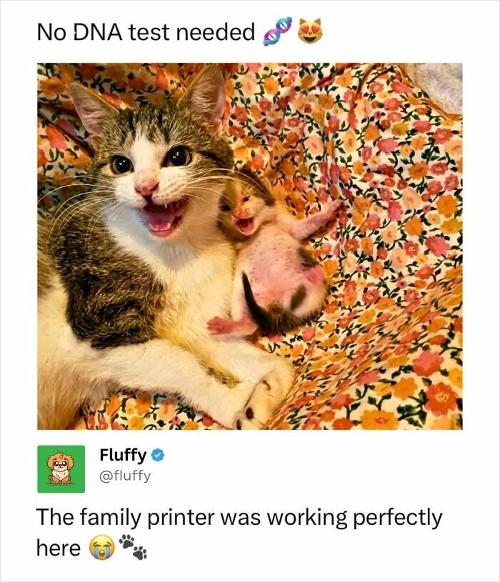 These Animal Memes Are So Funny, They Might Just Make Your Day