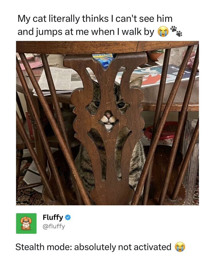 These Animal Memes Are So Funny, They Might Just Make Your Day