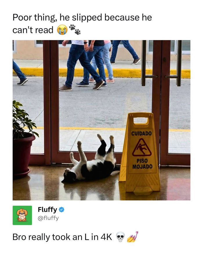 These Animal Memes Are So Funny, They Might Just Make Your Day
