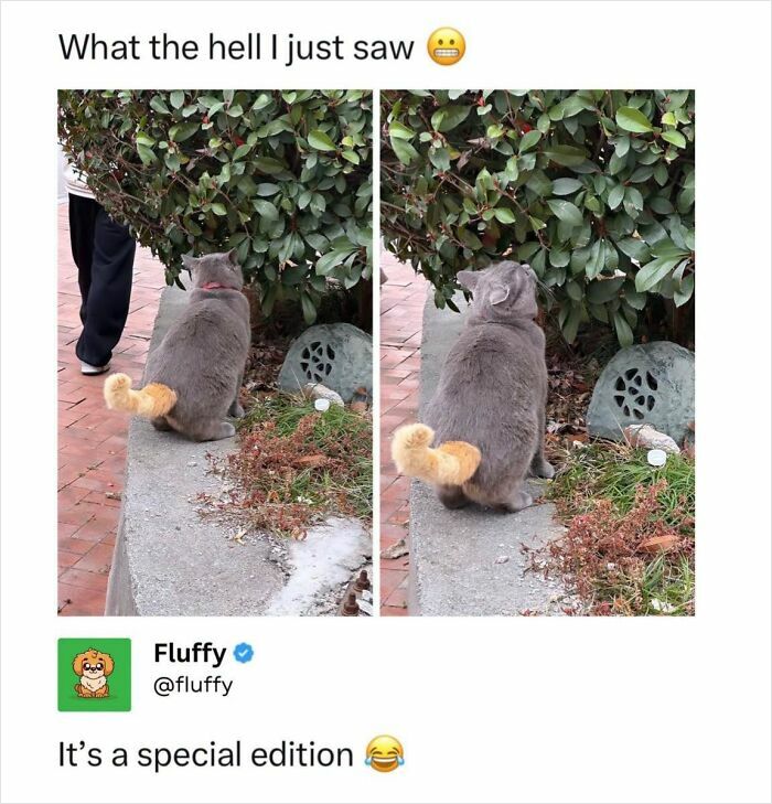 These Animal Memes Are So Funny, They Might Just Make Your Day