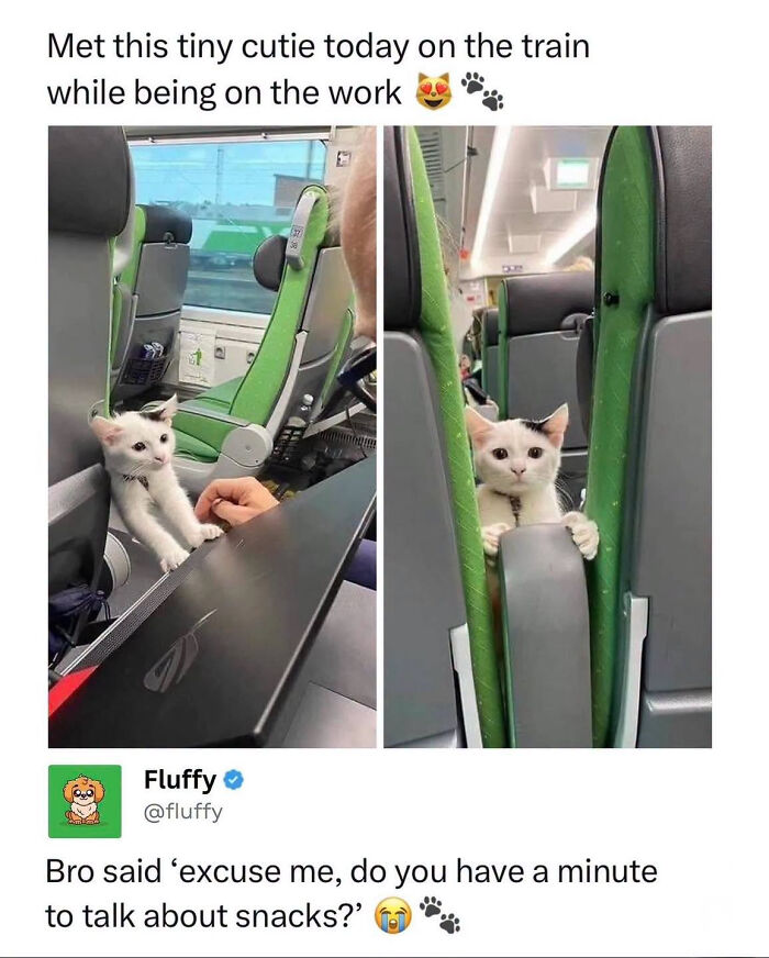 These Animal Memes Are So Funny, They Might Just Make Your Day