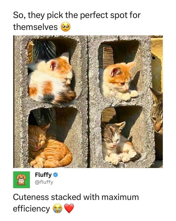 These Animal Memes Are So Funny, They Might Just Make Your Day