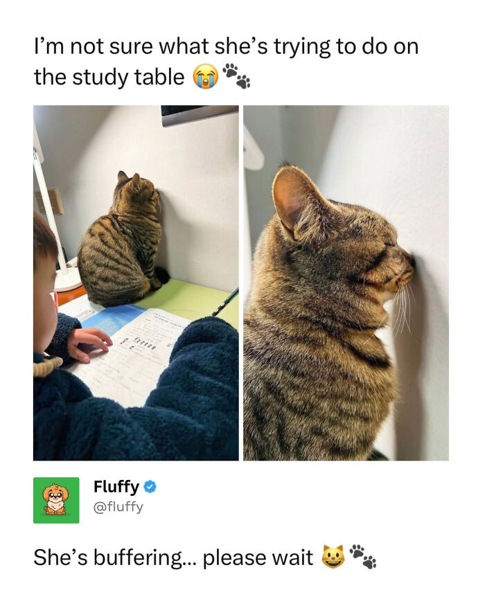 These Animal Memes Are So Funny, They Might Just Make Your Day