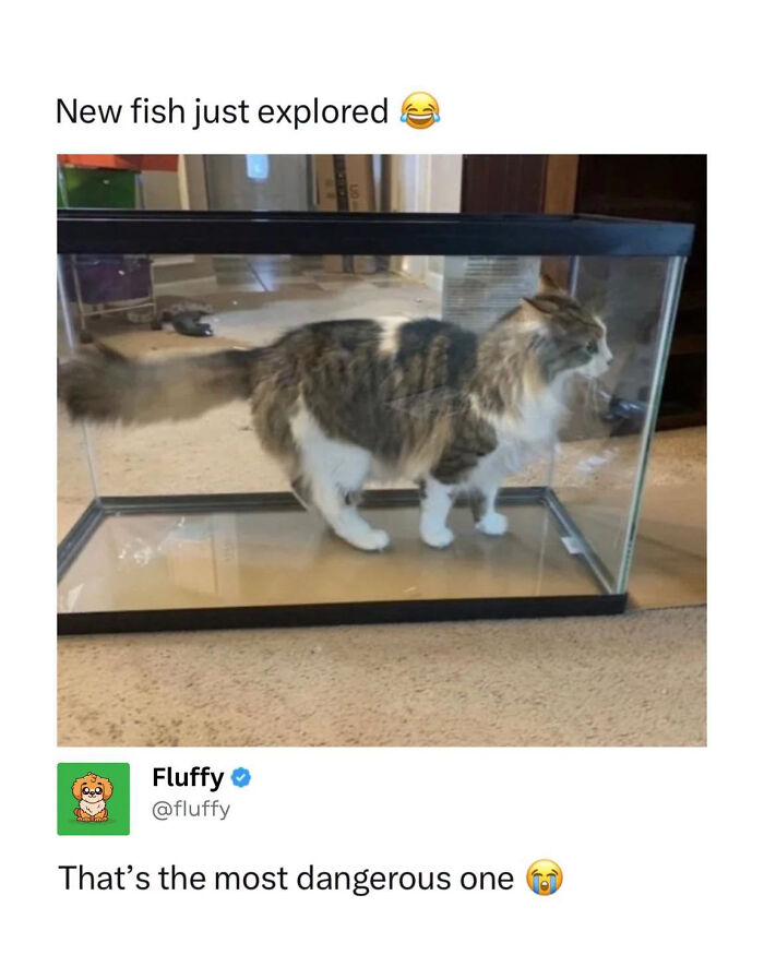 These Animal Memes Are So Funny, They Might Just Make Your Day