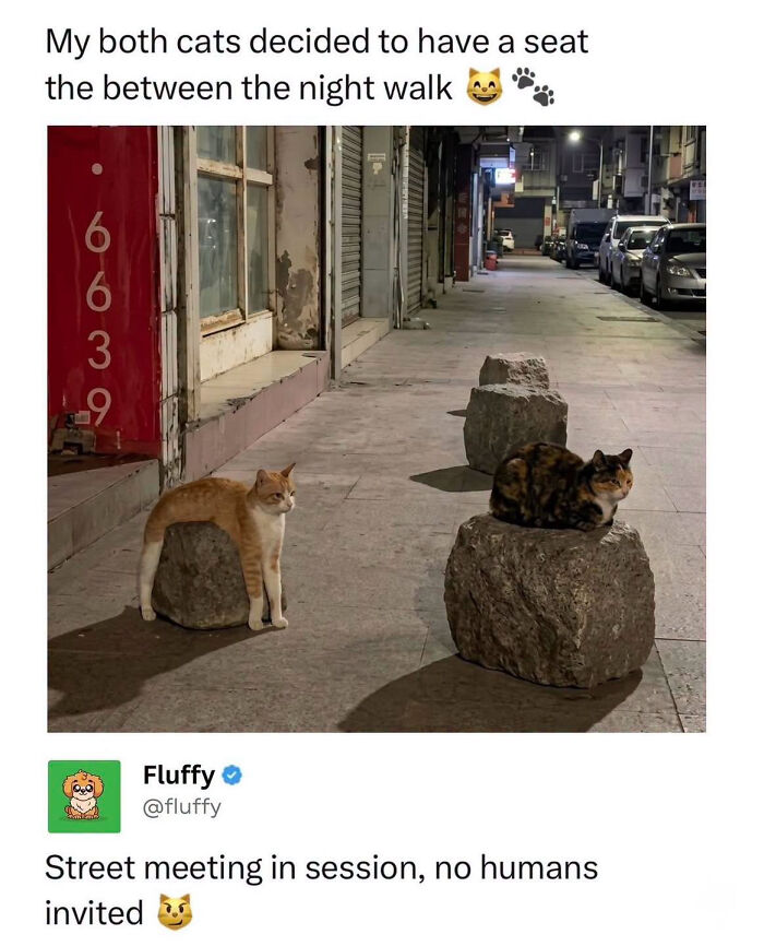 These Animal Memes Are So Funny, They Might Just Make Your Day