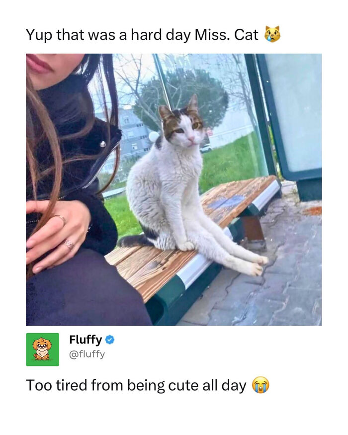 These Animal Memes Are So Funny, They Might Just Make Your Day