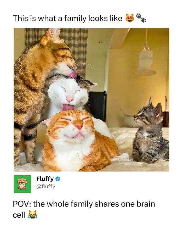 These Animal Memes Are So Funny, They Might Just Make Your Day