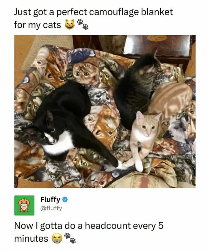 These Animal Memes Are So Funny, They Might Just Make Your Day