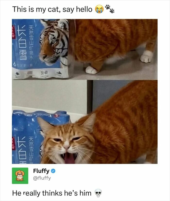 These Animal Memes Are So Funny, They Might Just Make Your Day