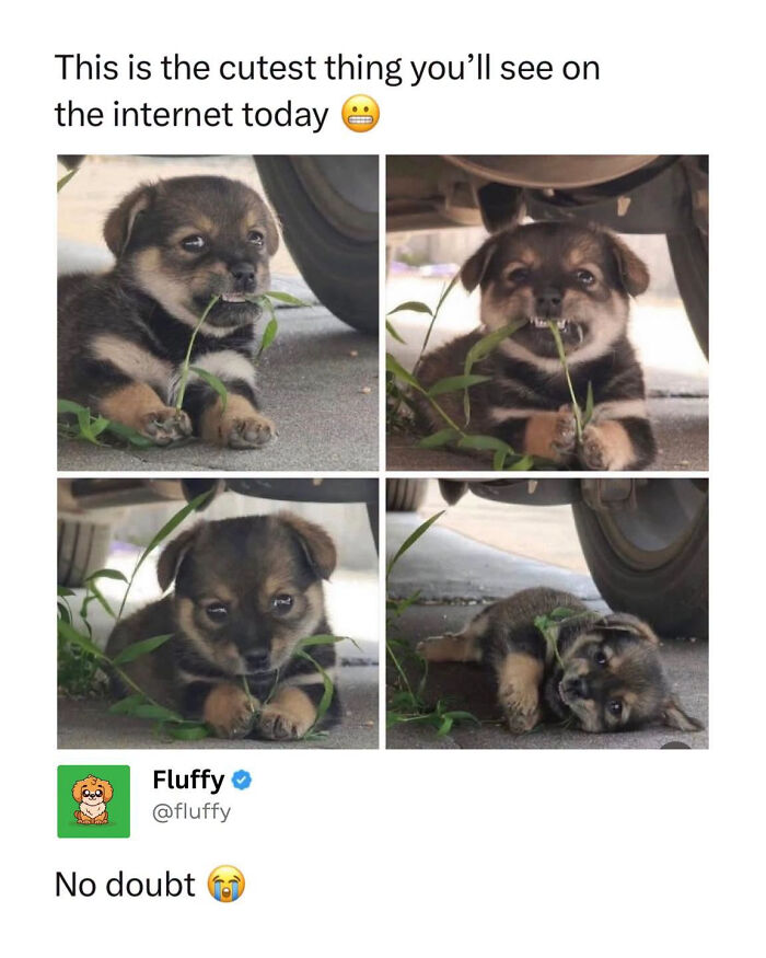 These Animal Memes Are So Funny, They Might Just Make Your Day