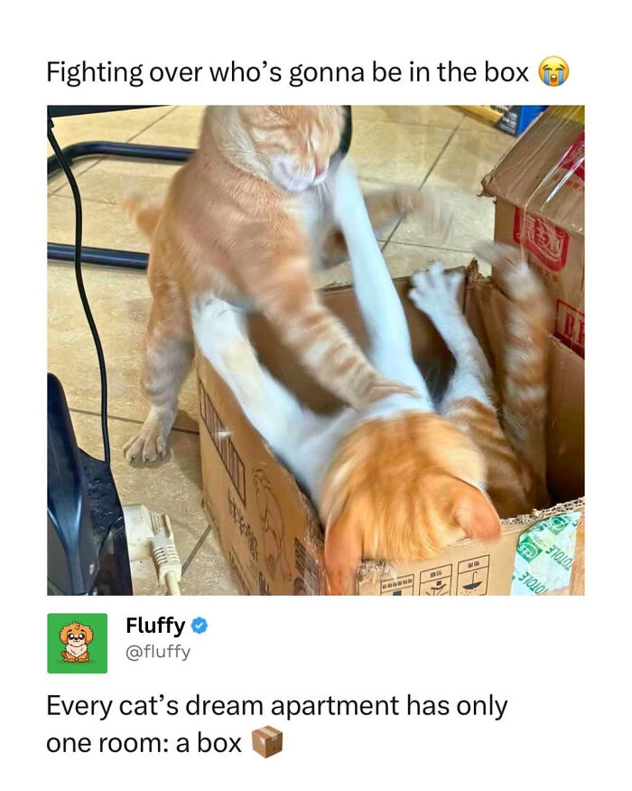 These Animal Memes Are So Funny, They Might Just Make Your Day