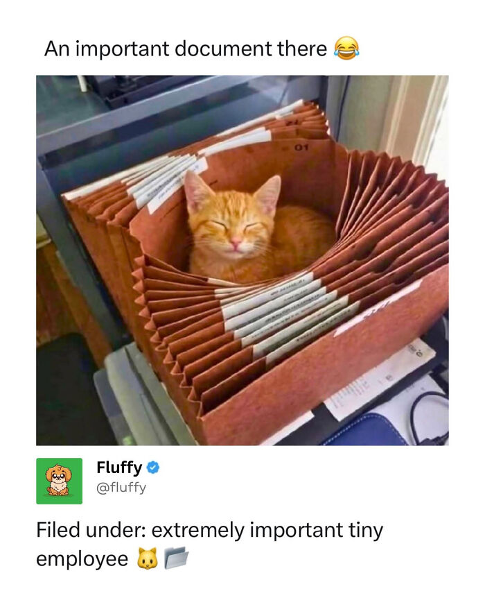 These Animal Memes Are So Funny, They Might Just Make Your Day