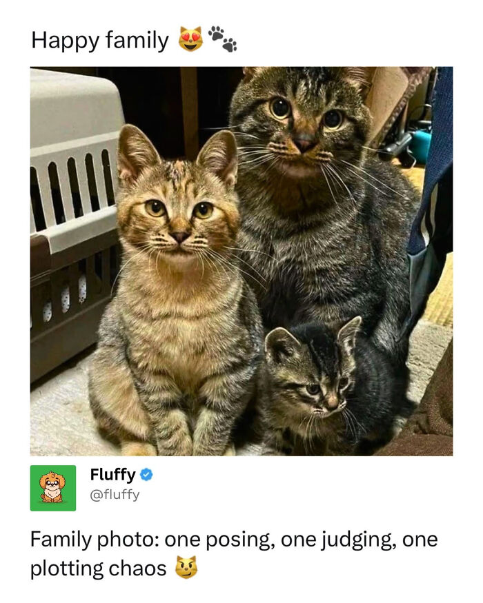 These Animal Memes Are So Funny, They Might Just Make Your Day