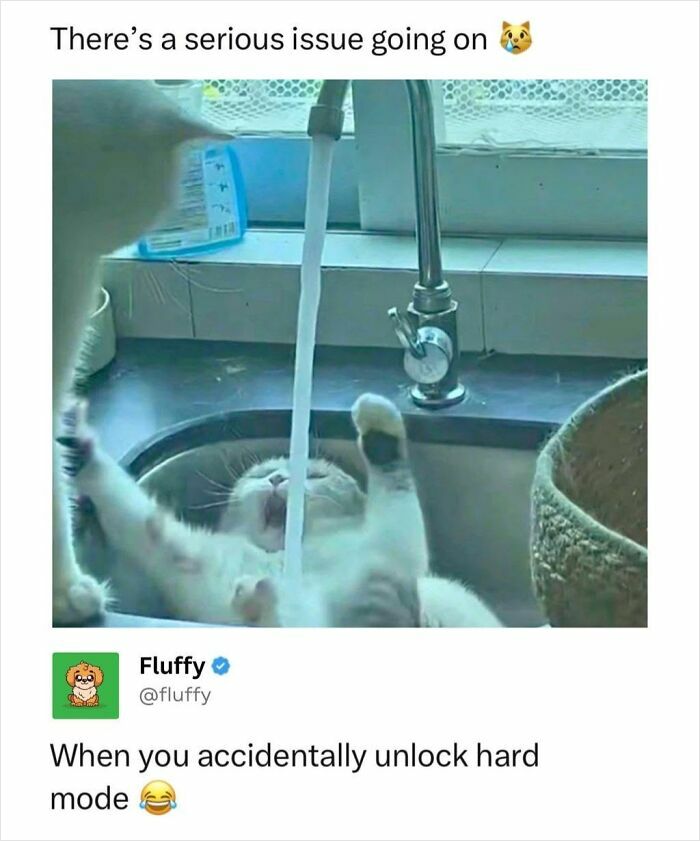 These Animal Memes Are So Funny, They Might Just Make Your Day