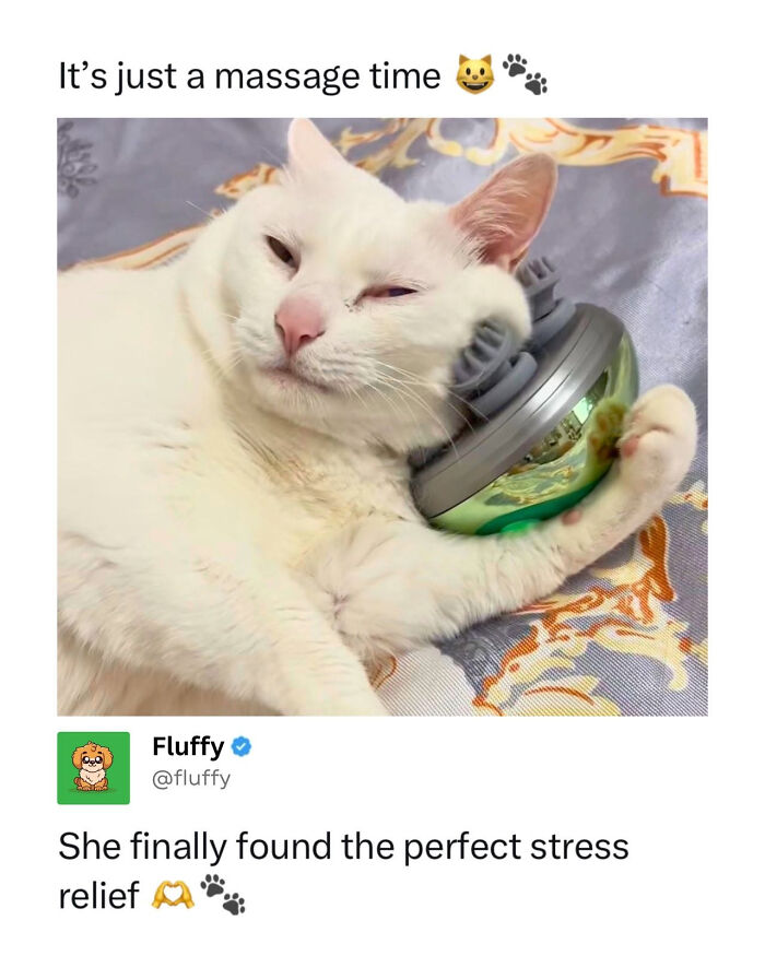 These Animal Memes Are So Funny, They Might Just Make Your Day