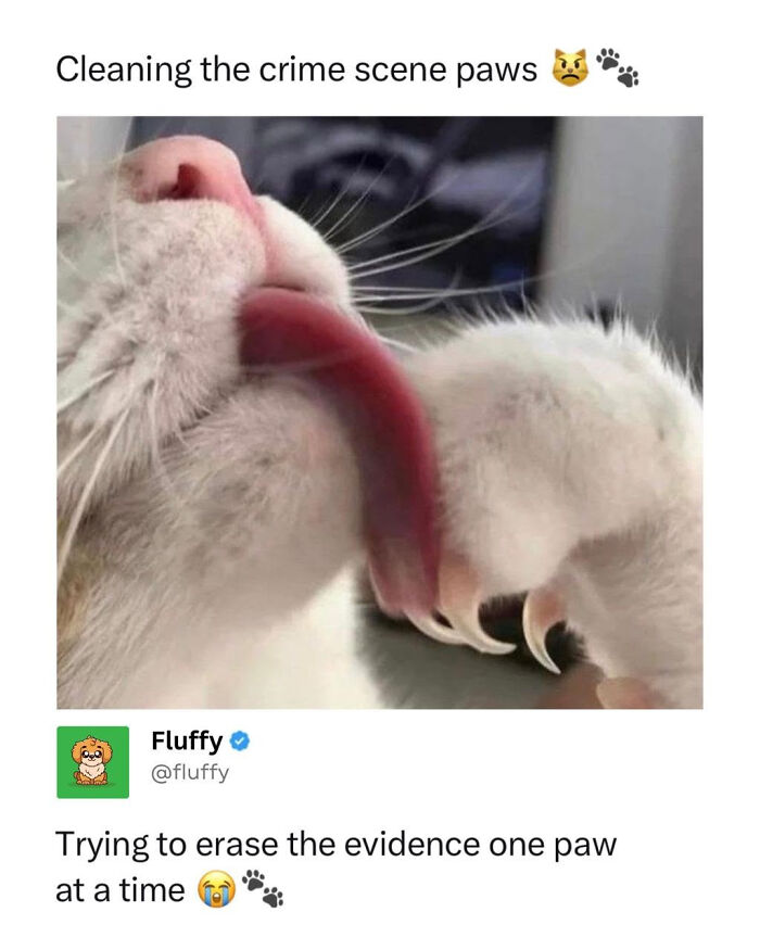 These Animal Memes Are So Funny, They Might Just Make Your Day