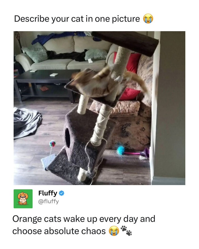 These Animal Memes Are So Funny, They Might Just Make Your Day