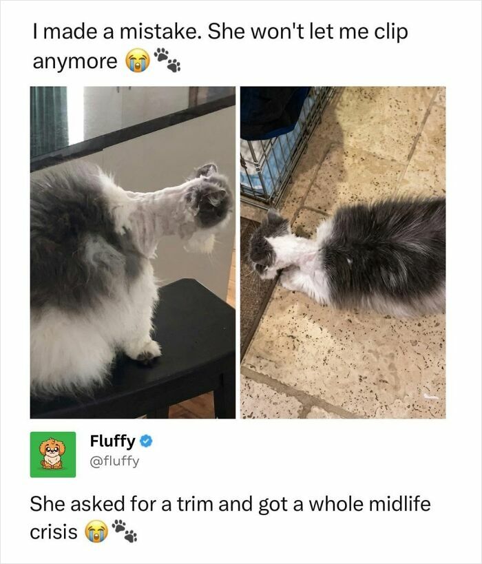 These Animal Memes Are So Funny, They Might Just Make Your Day