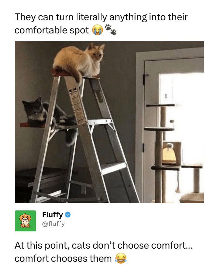 These Animal Memes Are So Funny, They Might Just Make Your Day