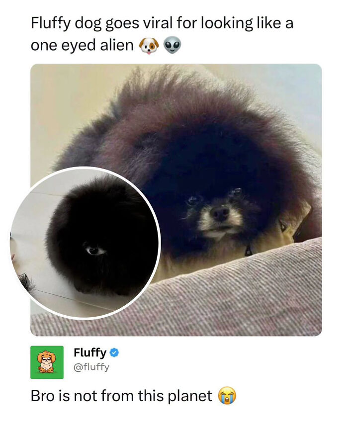 These Animal Memes Are So Funny, They Might Just Make Your Day