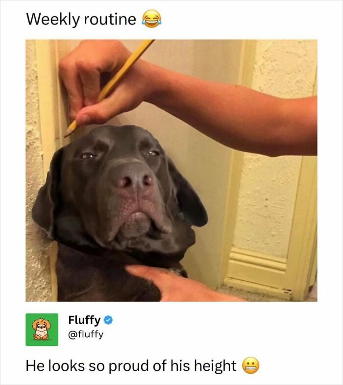 These Animal Memes Are So Funny, They Might Just Make Your Day