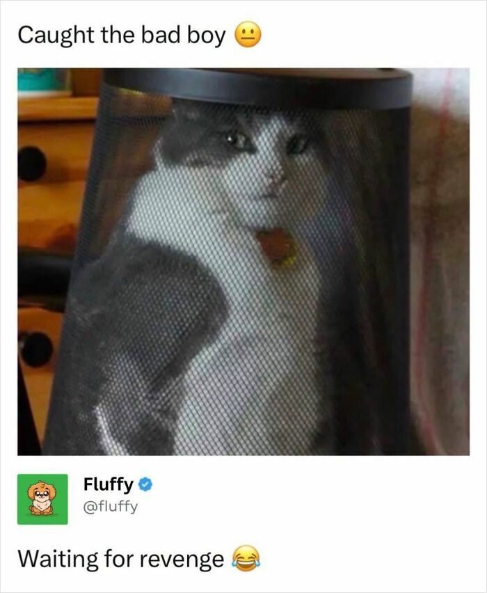 These Animal Memes Are So Funny, They Might Just Make Your Day