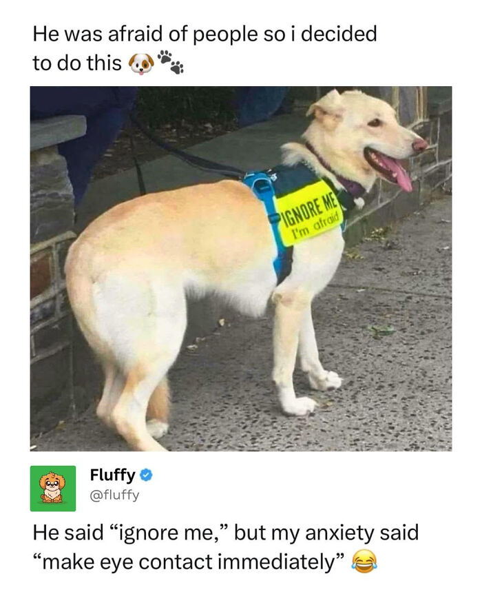 These Animal Memes Are So Funny, They Might Just Make Your Day