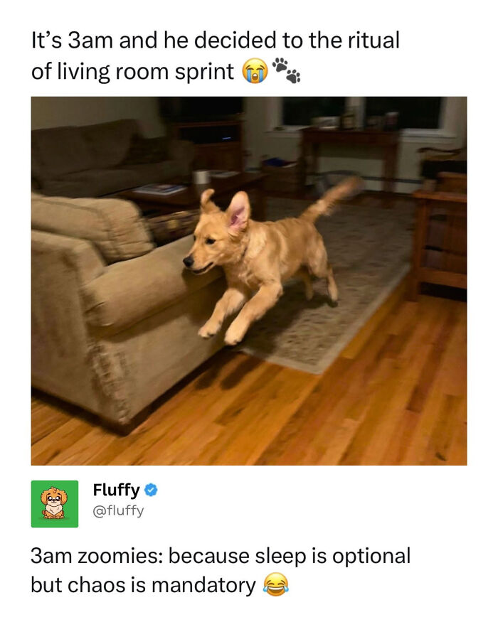 These Animal Memes Are So Funny, They Might Just Make Your Day