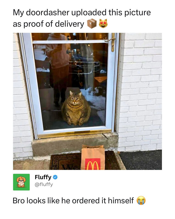 These Animal Memes Are So Funny, They Might Just Make Your Day
