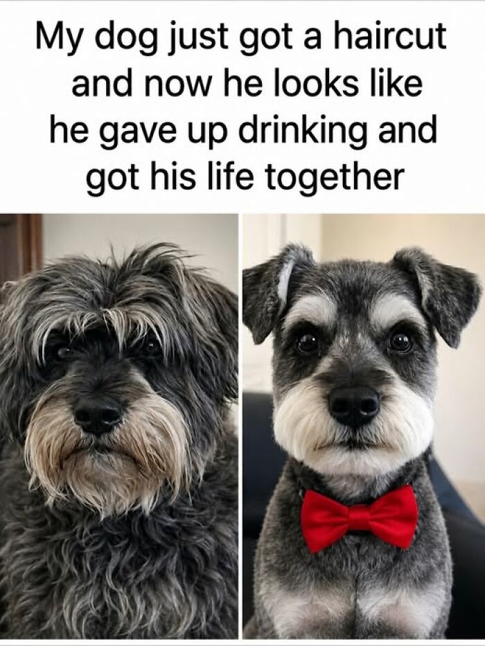 Dog Haircut Game On Point