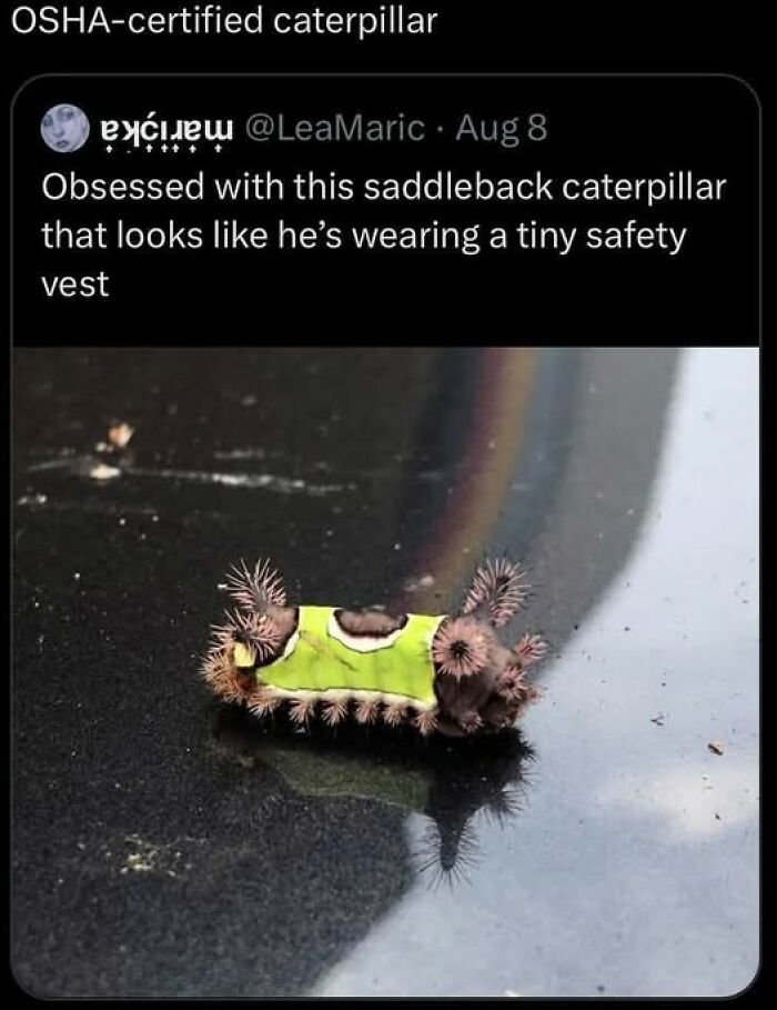 OSHA-Certified Caterpillar? Bet You’ve Never Seen That Before