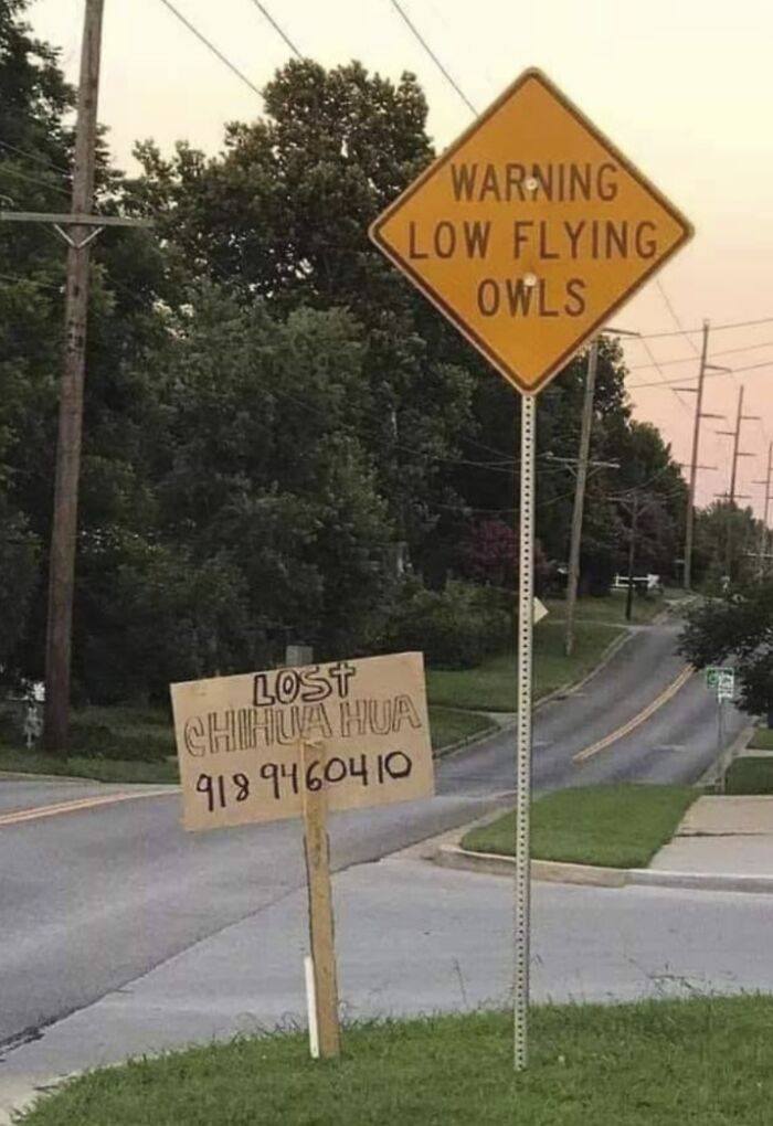 Owl You Need Is This Ad