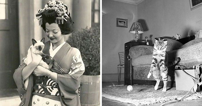 Wait, Vintage Cats Were This Cute? 30 Old Photos That’ll Melt Your Heart