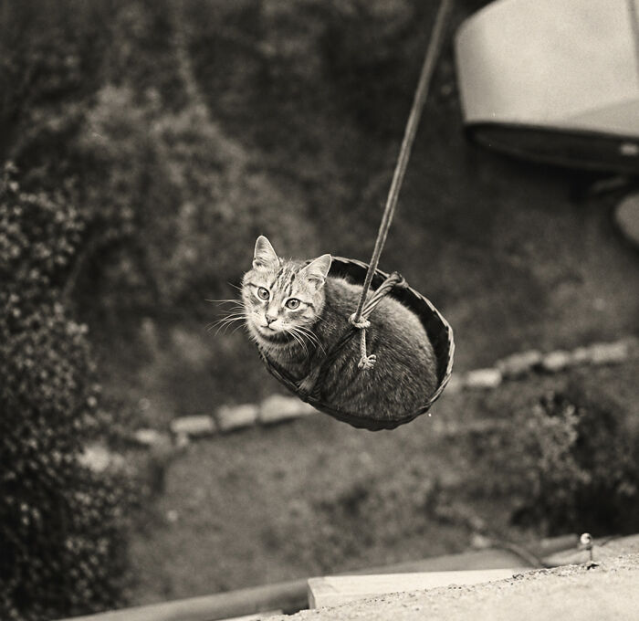 Wait, Vintage Cats Were This Cute? 30 Old Photos That’ll Melt Your Heart
