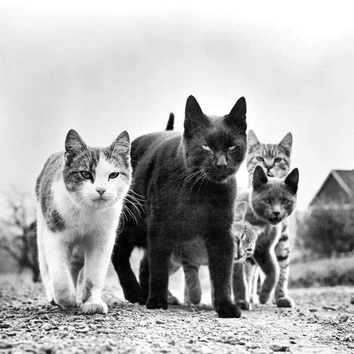 Wait, Vintage Cats Were This Cute? 30 Old Photos That’ll Melt Your Heart