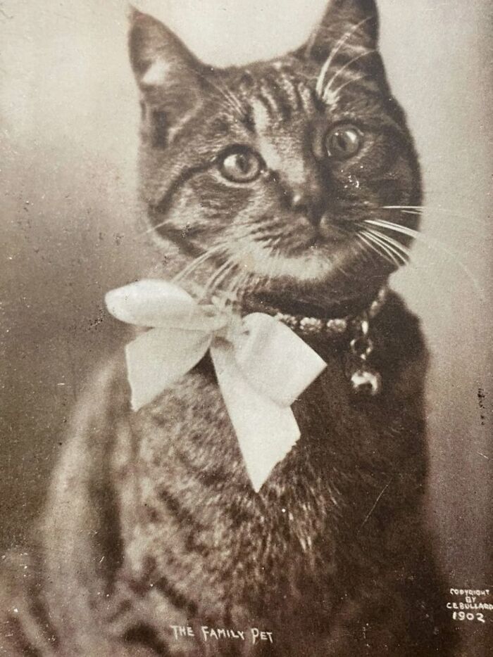 Wait, Vintage Cats Were This Cute? 30 Old Photos That’ll Melt Your Heart
