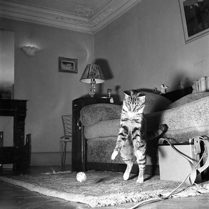 Wait, Vintage Cats Were This Cute? 30 Old Photos That’ll Melt Your Heart