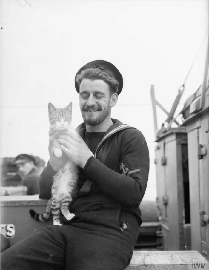 Wait, Vintage Cats Were This Cute? 30 Old Photos That’ll Melt Your Heart