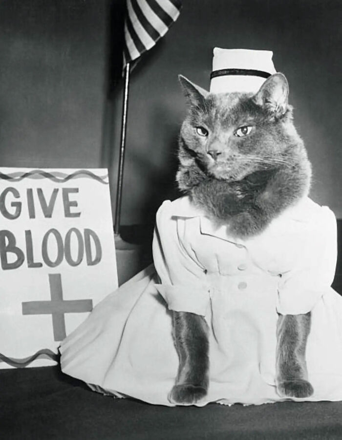 Wait, Vintage Cats Were This Cute? 30 Old Photos That’ll Melt Your Heart