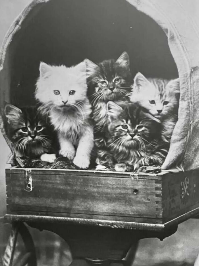 Wait, Vintage Cats Were This Cute? 30 Old Photos That’ll Melt Your Heart