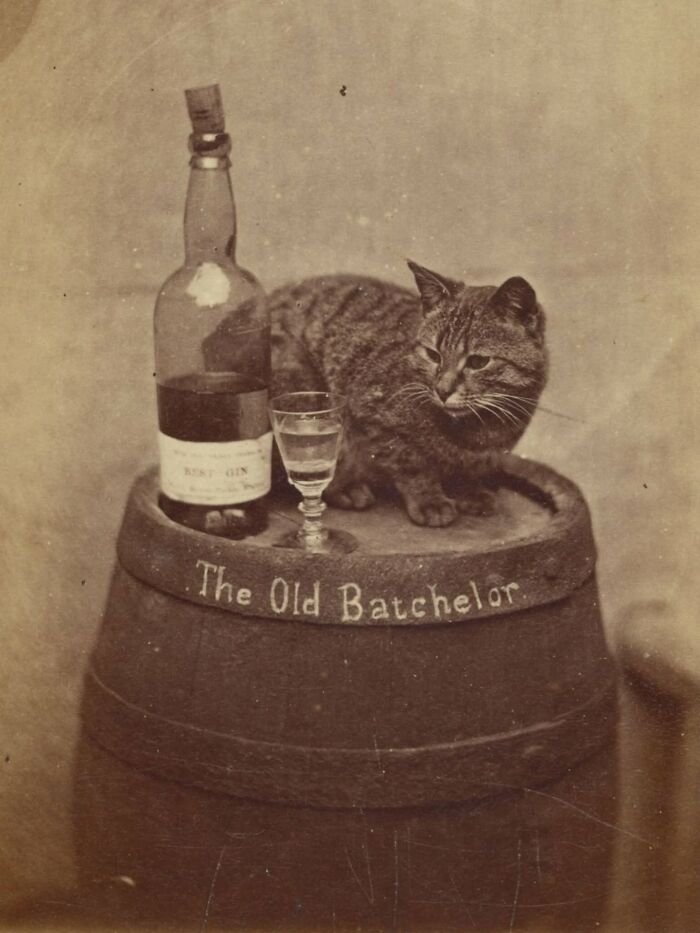 Wait, Vintage Cats Were This Cute? 30 Old Photos That’ll Melt Your Heart