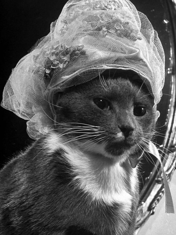 Wait, Vintage Cats Were This Cute? 30 Old Photos That’ll Melt Your Heart