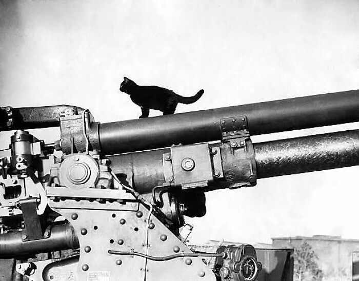 Wait, Vintage Cats Were This Cute? 30 Old Photos That’ll Melt Your Heart