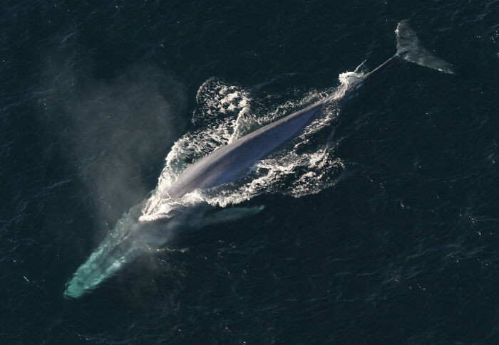 Biggest Animal Ever? A Whale So Huge, It Makes Dinosaurs Look Small
