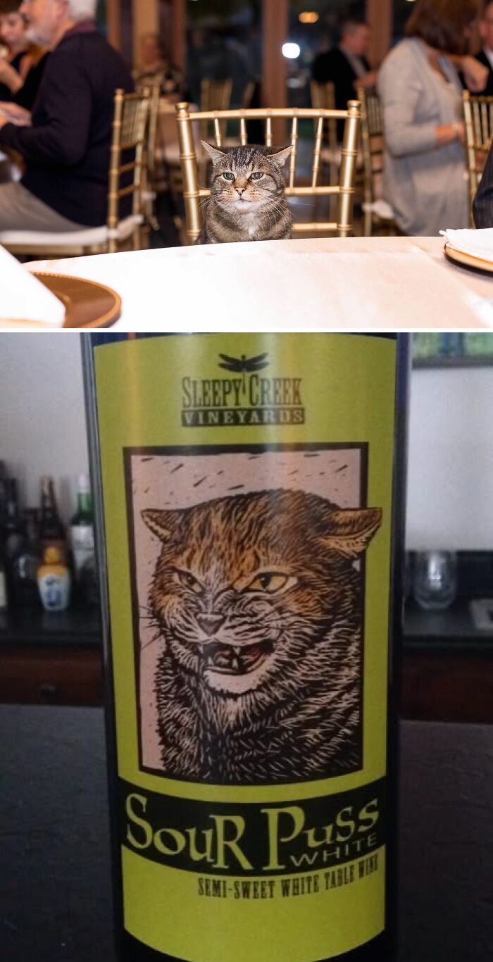Married At A Winery With Barn Cats... And One Furry VIP Guest