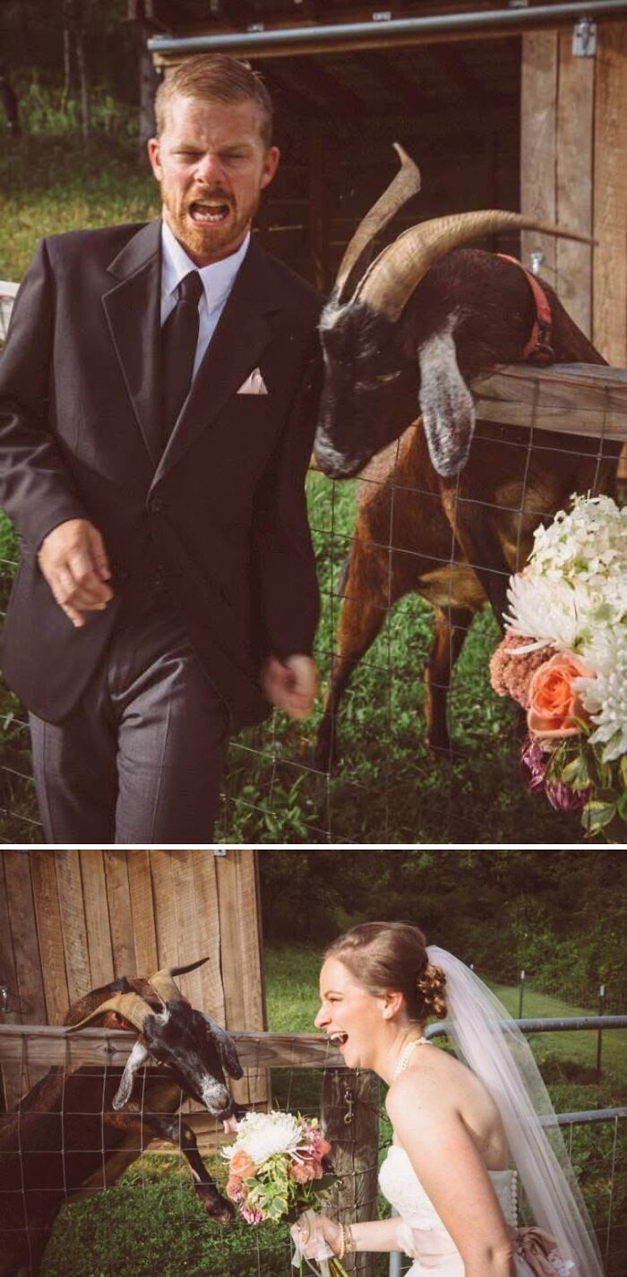 Husband Bit By A Goat, While The Goat Munches My Bouquet