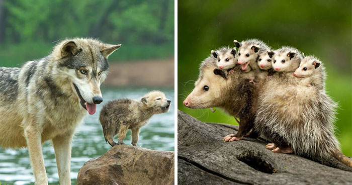 40 Animal Pics That’ll Totally Make Your Day (Seriously, You’ll Smile)