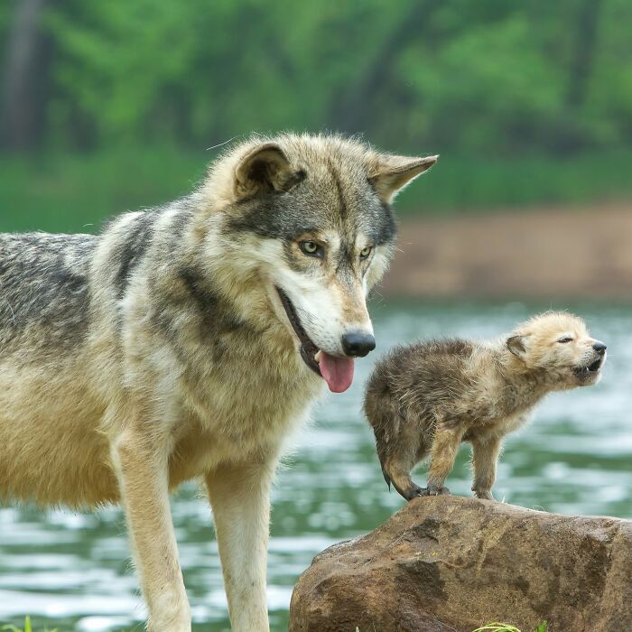 40 Animal Pics That'll Totally Make Your Day (Seriously, You'll Smile)